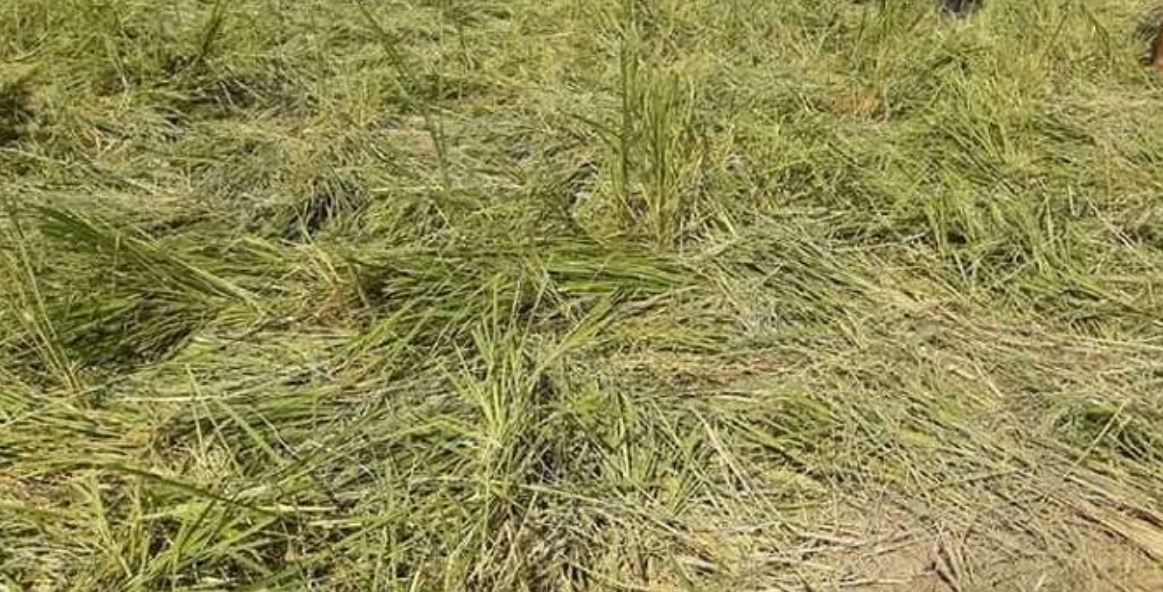 जङ्गली हात्तीको बथानले धानबालीमा नोक्सनी 